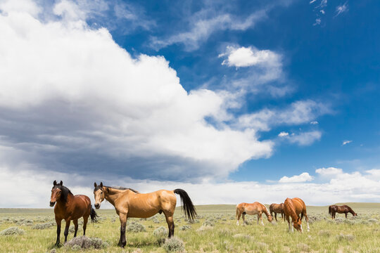 USA, Wyoming, horses on grassland