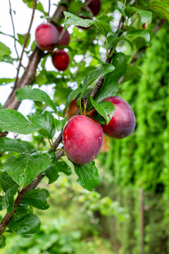 Ripe Red Plums Covered with Raindrops on a Garden Tree
