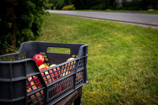 Crate of Free Apples Beside a Quiet Neighborhood Road