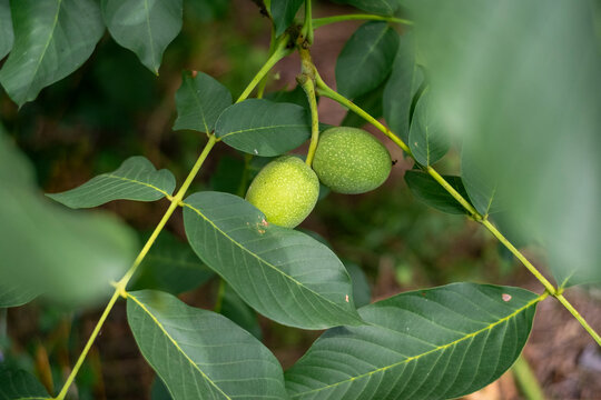 Close up of unripe green walnuts growing on a tree branch with lush green leaves. Organic farming, healthy raw food, and natural agricultural background. Shallow depth of field in summer garden.