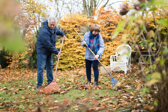 A man and woman rake autumn leaves in the garden