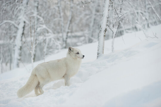 Norway, Bardu, polar fox in winter