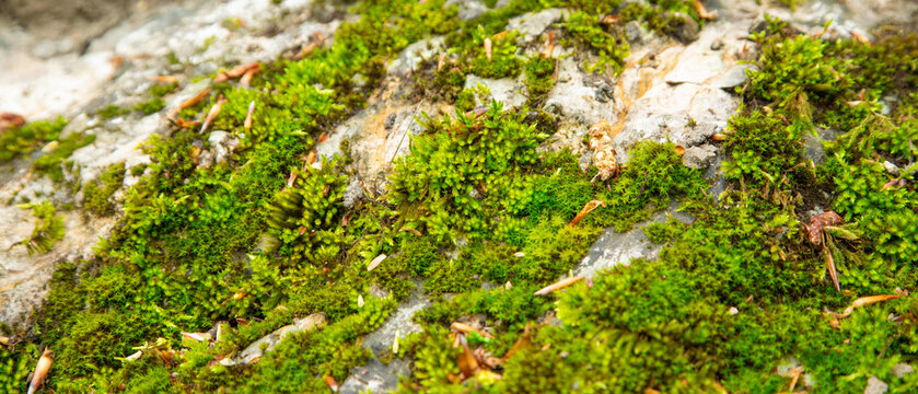 Moss on a rock in the forest.