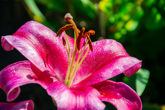 Vibrant pink lily flower in full bloom with detailed petals and stamen