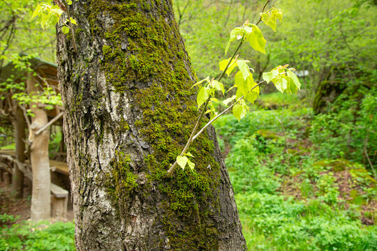 Young tree growing on big tree at the forest.