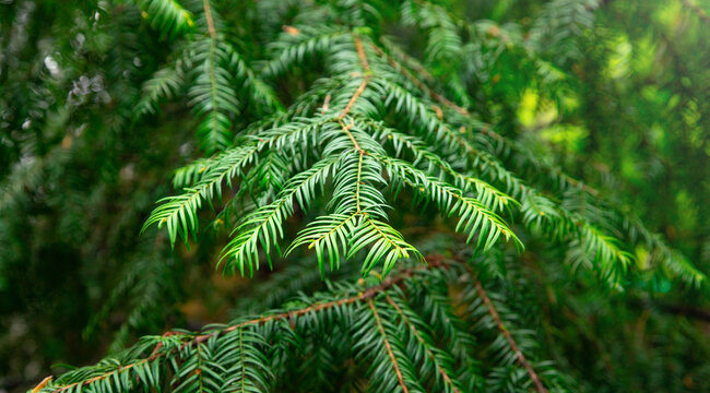 Fir tree branch background or texture.