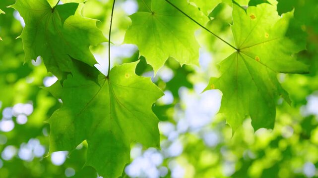 Close-up motion scene of bright green maple leaves suspended by thin stems and backlit by sunlight, showing translucent blades, radial veins, serrated lobes, and small
