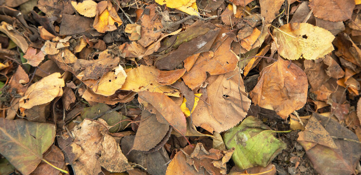 Dry autumn leaves background. Background