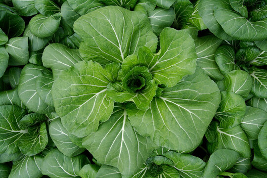 Germany, Bavaria, Cultivation of pak choi