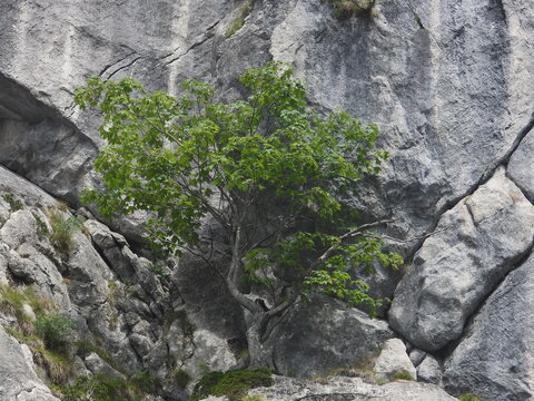 Albero su costone roccioso