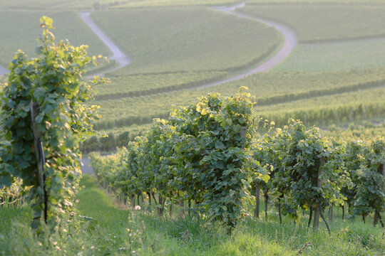 Germany, vineyards