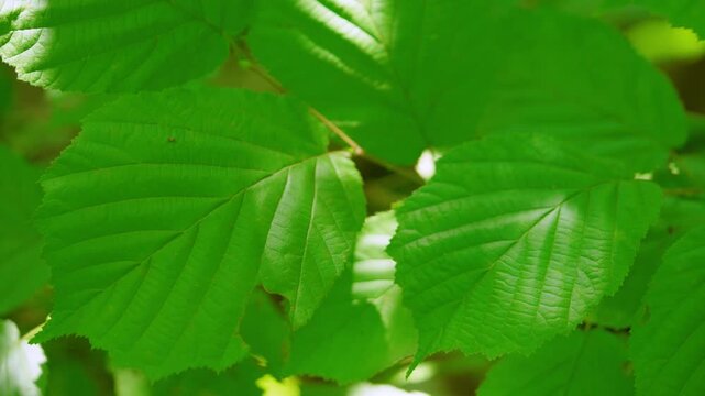 Overlapping broad deciduous leaves fill tight angled close-up while shifting sunfleck moves across surfaces, creating bright lime highlights, deeper shade, rich texture