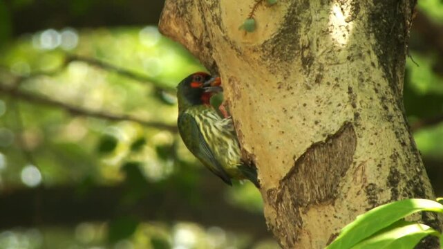 A beautiful wild Coppersmith Barbet is feeding its chick. Suitable for content regarding biodiversity, children's education, and wildlife.