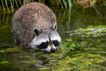 Raton-laveur dans l'eau © MARC MEINAU