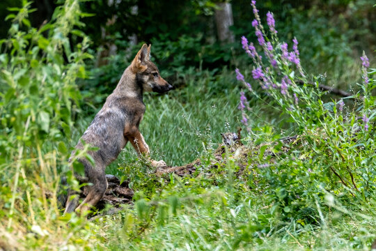 Jeune loup guettant du gibier