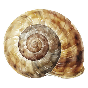 Watercolor illustration of a brown spiral snail shell isolated on a white background