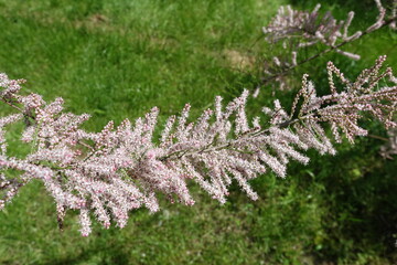 Obraz premium Small pink flowers and buds of Tamarix ramosissima in May