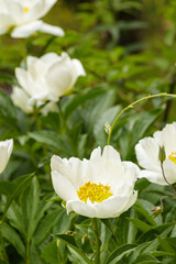 White Peonies Blooming Among Green Foliage © Sasha