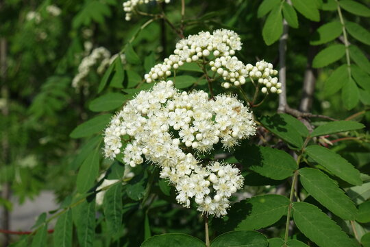 White flowers and buds of Sorbus aucuparia in mid May