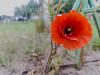 Żywo czerwony mak polny (Papaver rhoeas) kwitnie latem w miejskiej scenerii. Delikatne płatki otaczają ciemny środek z kontrastującym żółtym pręcikiem. Kwiat rośnie pośród trawy i piasku. © Grzegorz