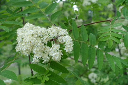 White flowers and buds of Sorbus aucuparia in mid May