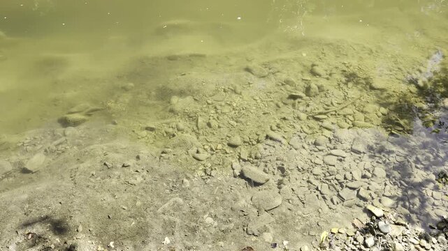 Piccoli pesci d'acqua dolce che nuotano vicino alla riva del fiume