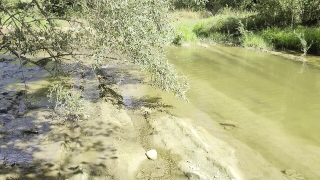 Tranquillo corso d'acqua che scorre lungo una riva alberata nel bosco