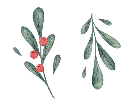 Watercolor set of ilex branches with red berries. Holly leaves in Scandinavian style. Botanical Winterberry. Hand painted illustration for wedding invitation, pack, Christmas card