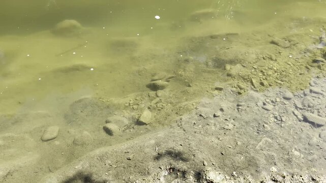 Piccolo branco di pesci d'acqua dolce che nuota vicino alla riva fangosa