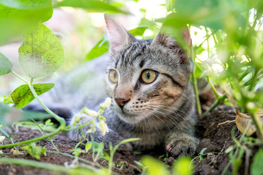 Close-up candid photograph capturing a domestic tabby cat in a low hunting crouch, with wide open eyes fixed intently on prey within lush green foliage. Depicts animal instinct and focus.