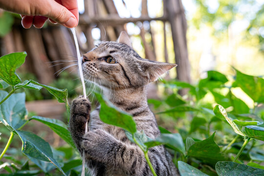 Candid macro photograph capturing an adorable tabby kitten playing with a white thread held by a human hand outdoors. Emphasizes animal instinct and soft, natural bokeh background