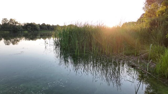 Peaceful river landscape at golden hour sunset with tall green reeds and beautiful tree reflections on calm water. Green algae bloom on the surface highlighting environmental ecological issues.