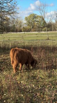 Highland cattle grazes among dry grasses in fenced pasture near autumn trees. Conservation grazing, rewilding landscapes, hardy heritage breeds, regenerative land management