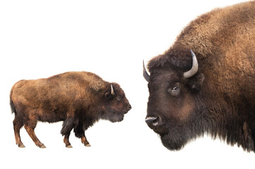 American bison full body and portrait isolated on white. © fotomaster