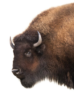 American bison side profile portrait isolated on white background.