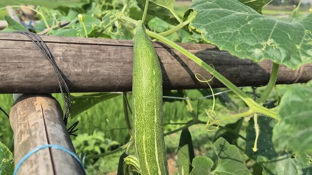 Fresh Long Green Snake Gourd Hanging On Trellis In Farm Field Close Up