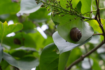 A dark brown garden snail resting on a broad green leaf near small buds. The soft natural lighting highlights the smooth spiral shell and the vibrant foliage of the garden plant. © Margarita
