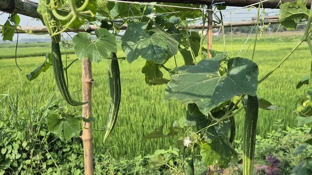 Long Green Snake Gourd Hanging On Bamboo Trellis Macha In Farm Field Close Up