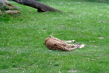 Spotted cheetah resting peacefully on a green lawn with small blooming white flowers in a sunny meadow. © Констянтин Батыльчук