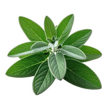 A fresh green sage plant branch with textured leaves against a black background.
