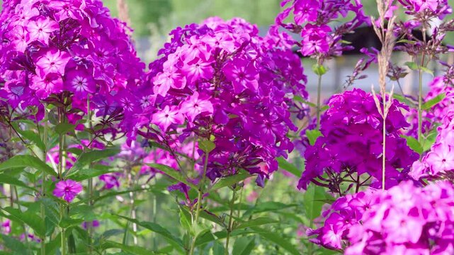 Dense clusters of magenta phlox blooms fill foreground and midground on upright green stems with lanceolate leaves, shown from near plant height for intimate botanical