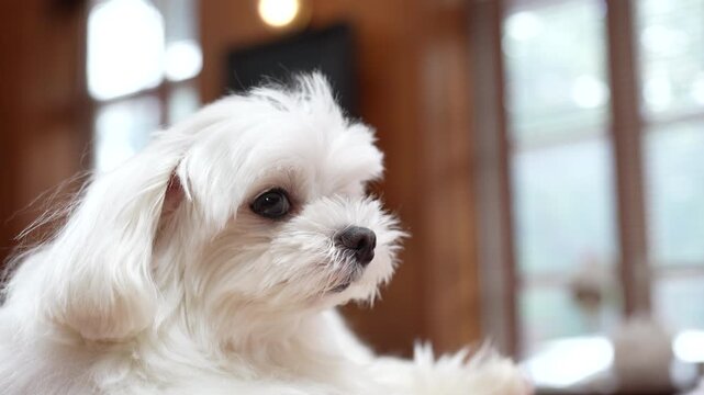 Two adorable white Maltese dogs relaxing on red cushions at home, creating a warm and cozy pet lifestyle scene.