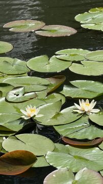 White water lilies bloom among floating leaves on dark pond surface. Freshwater ecosystem health, wetland conservation, aquatic biodiversity, natural water restoration