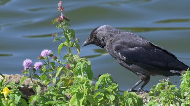 Jackdaw (Corvus monedula) looking for food by the side of a lake. August, Kent, UK. [Half speed]