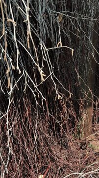 Dense wall of dry brushwood branches with catkins stacked in graduation tower. Natural brine evaporation, salt graduation tower, blackthorn brushwood structure, halotherapy wellness