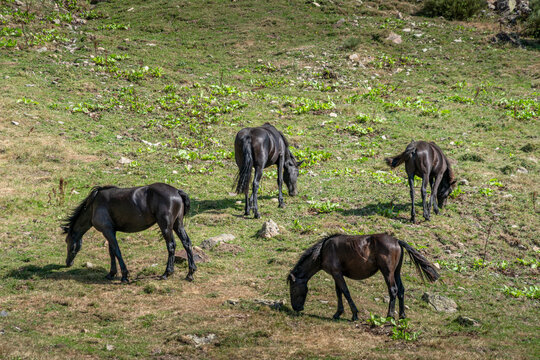 Group of Black Horses Grazing on Mountain Pasture Meadow, Wild Animals, Green Grass Slope, Daylight Countryside, Rural Nature View