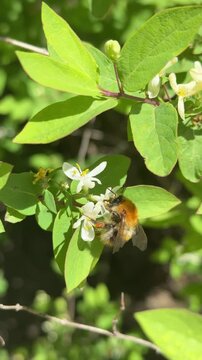 Bumblebee covered with pollen feeds on white honeysuckle flowers among green leaves. Pollinator decline awareness, native bee conservation, urban pollinator habitat, biodiversity monitoring