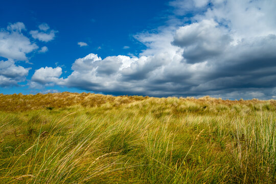 Wind-blown marram grass covering sand dunes beneath a dramatic sky with billowing white and grey clouds near Horsey Gap, Waxham Sands, Norfolk, England