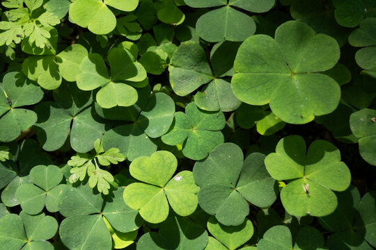 Horizontal forest floor pattern of green wood sorrel leaves mixed with small fern-like foliage. Great for botanical collages, nature-inspired textile designs, and leafy backgrounds.