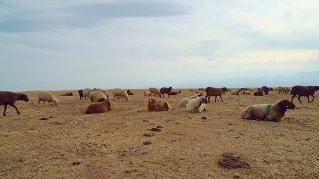 A flock of sheep grazing on dry grass. Beautiful mountain landscape view.
Herd of sheeps in foggy autumn mountains. Domestic farm animals grazing in autumn meadows with mountains in the background, ta